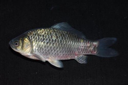 2020养鲫鱼赚钱吗？2020鲫鱼养殖前景及市场价格行情分析