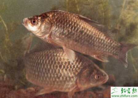 养殖鲫鱼之鲫鱼痘疮病的防治