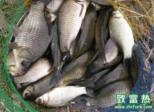 2022养鲫鱼赚钱吗？2022鲫鱼养殖前景及市场价格行情分析
