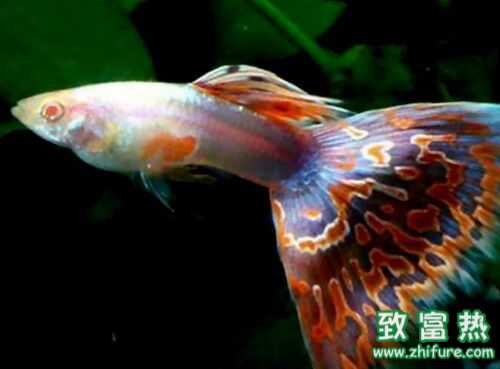 2022养孔雀鱼赚钱吗？2022孔雀鱼养殖前景及市场价格行情分析