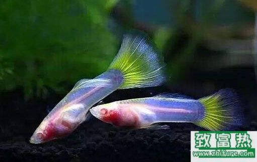 2020养孔雀鱼赚钱吗？2020孔雀鱼养殖前景及市场价格行情分析