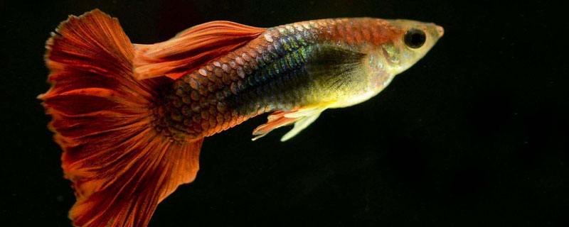 孔雀鱼缺氧的表现