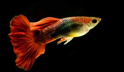  2022养孔雀鱼赚钱吗？2022孔雀鱼养殖前景及市场价格分析