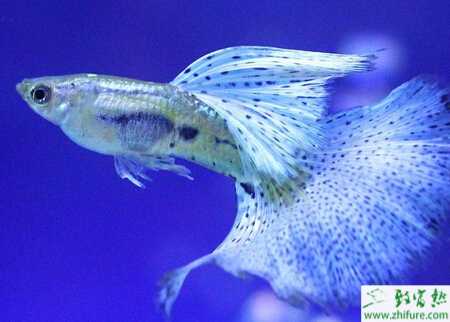 孔雀鱼怎么养？有什么需要注意的？怎么区分公母？