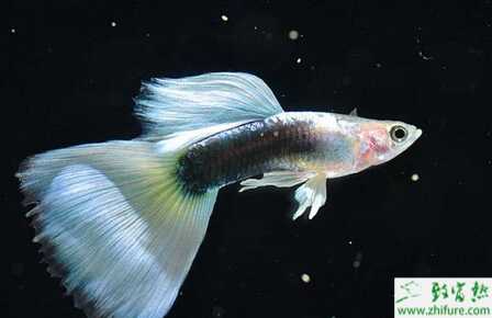 孔雀鱼如何繁殖？繁殖时间是怎样？不繁殖的原因有？