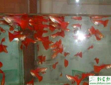 教你购买孔雀鱼的三点注意事项