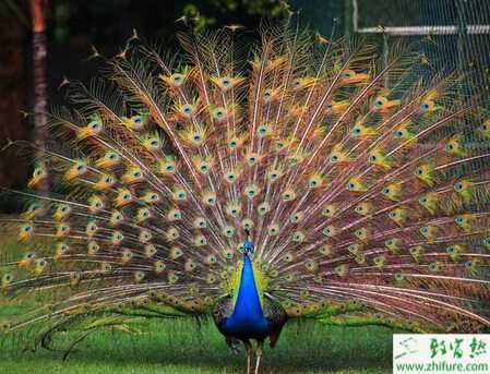 养殖蓝孔雀人工授精应注意的问题