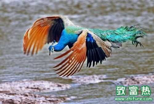 2022养蓝孔雀赚钱吗？2022蓝孔雀养殖前景及市场价格行情分析