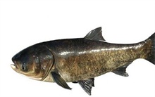 鲢鱼养殖的亲鱼培育法