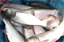 菌肥鲢鱼养殖的技术