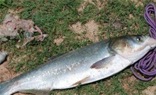 鲢鱼养殖池塘的选择