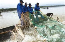 花鲢鱼养殖的鱼种投放技巧