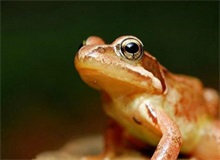 马永顺林场林蛙产业呱呱叫