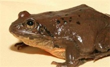 回乡养林蛙,一年赚900万