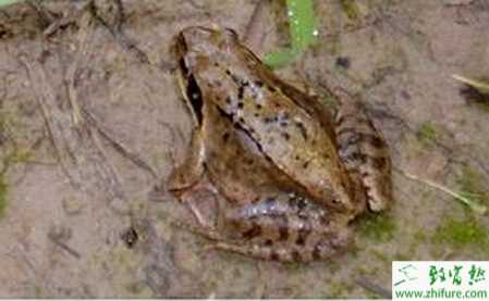 林蛙养殖的市场前景