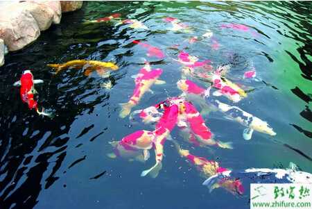 养殖鲤鱼的秋季人工繁殖经验