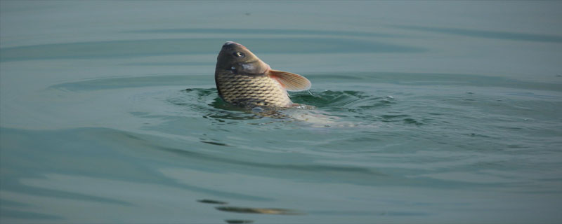 鲤鱼算海鲜吗