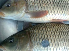 秋季繁殖鲤鱼苗有技巧