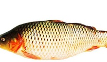 鲤鱼黑点病的防治