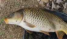 鲤鱼养殖的驯化捕捞技术