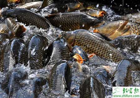 养鲤鱼的市场前景