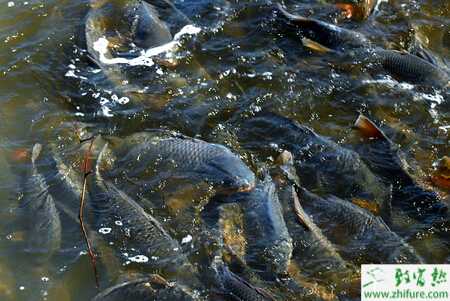 网箱养鲤鱼饲料配方及投喂方法