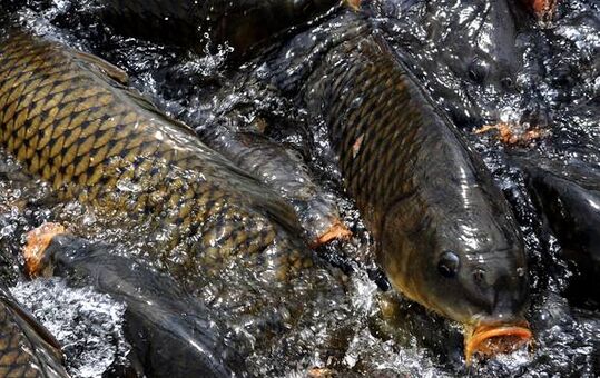 2020养鲤鱼赚钱吗？2020鲤鱼养殖前景及市场价格行情分析