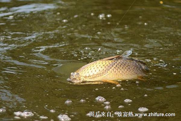 鲤鱼怎么钓？用什么饵料钓鲤鱼好？