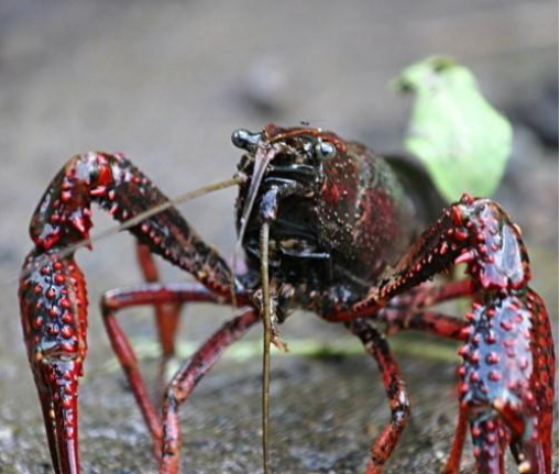 养殖淡水龙虾技术【视频】
