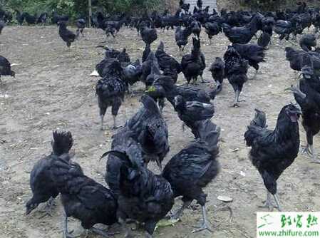 养绿壳蛋鸡赚钱吗？养绿壳蛋鸡技术