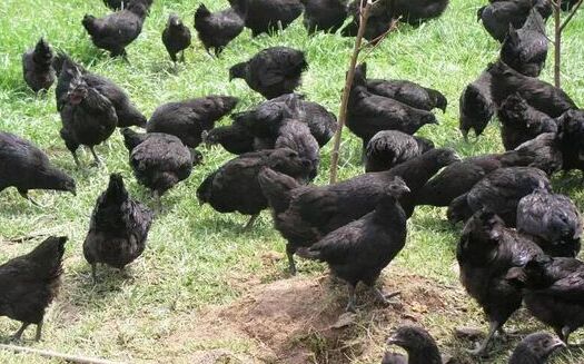 2020养绿壳蛋鸡赚钱吗？2020绿壳蛋鸡养殖前景及市场价格行情分析