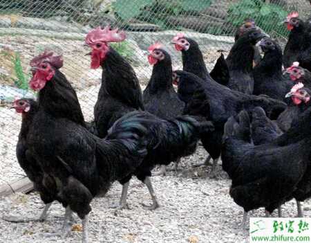 养绿壳蛋鸡赚钱吗？