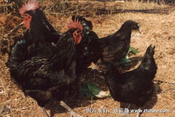 2022养绿壳蛋鸡赚钱吗？绿壳蛋鸡养殖的利润与投资成本及前景预测