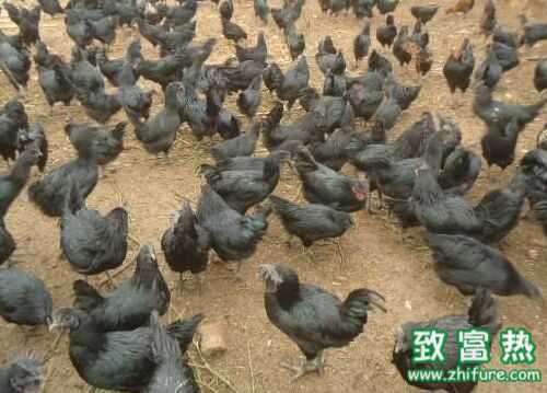 2022养绿壳蛋鸡赚钱吗？2022绿壳蛋鸡养殖前景及市场价格行情分析