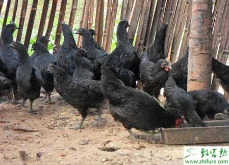 养殖绿壳蛋鸡提高其产蛋率的窍门