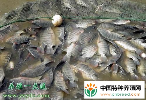 罗非鱼池塘两种主要养殖方式