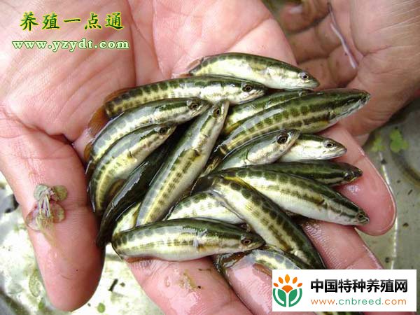 罗非鱼池套养乌鳢技术