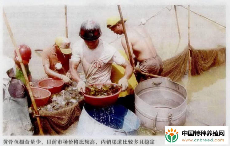 罗非鱼与黄骨鱼混养