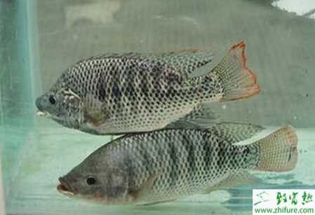 养殖罗非鱼大棚越冬保种技术