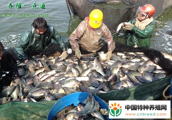 罗非鱼小网箱养殖的五个阶段