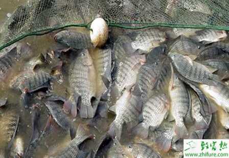 养罗非鱼赚钱吗？