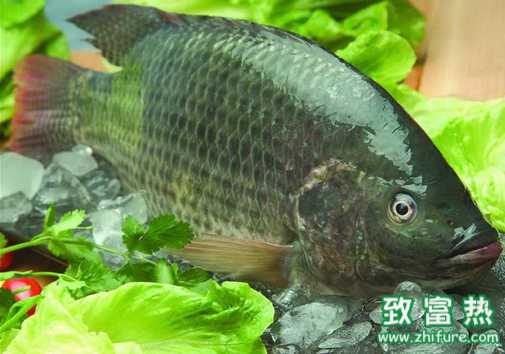 实践出真知！罗非鱼养殖户如何提高成功率？