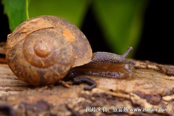 2022养蜗牛赚钱吗？蜗牛养殖的利润与投资成本及前景预测