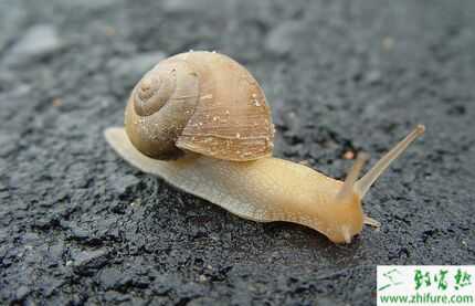 2022养蜗牛赚钱吗？2022蜗牛养殖前景及市场价格分析