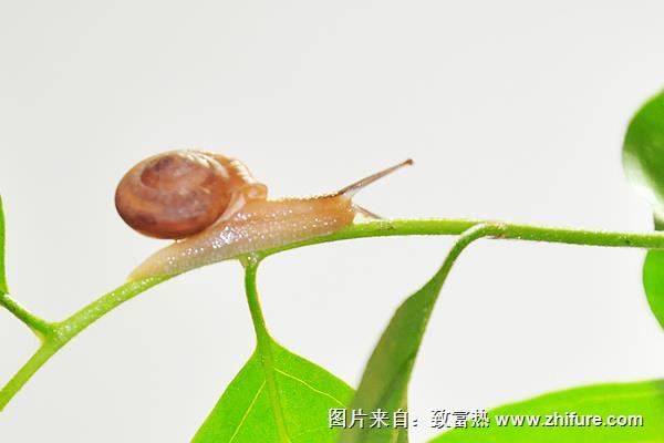 蜗牛用什么呼吸？