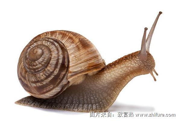 蜗牛是益虫还是害虫？