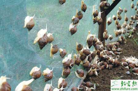 养蜗牛赚钱吗？