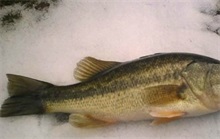 江苏镇江成功人工繁育梭鲈鱼