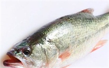 防城港大力发展鲈鱼产业