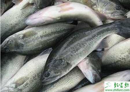 养鲈鱼的市场前景